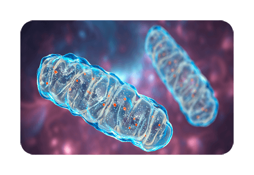 Mitochondrial cellular structure